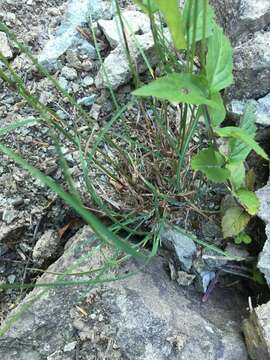 Image of Narrow-Flower Blue Grass