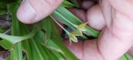 Image of Hypoxis angustifolia var. buchananii Baker