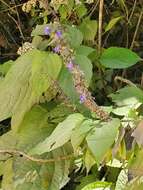 Image of Salvia ibugana J. G. González