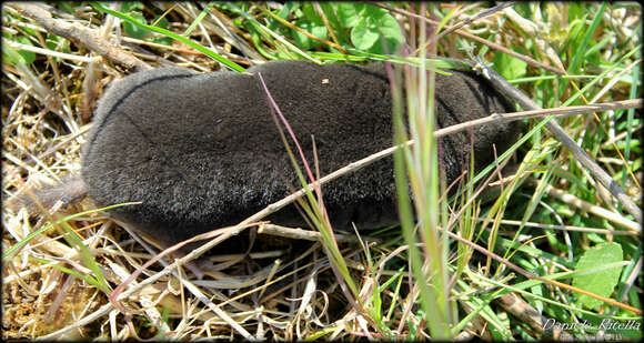 Image of Roman Mole