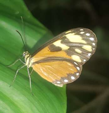 Image of Napeogenes tolosa Hewitson 1855