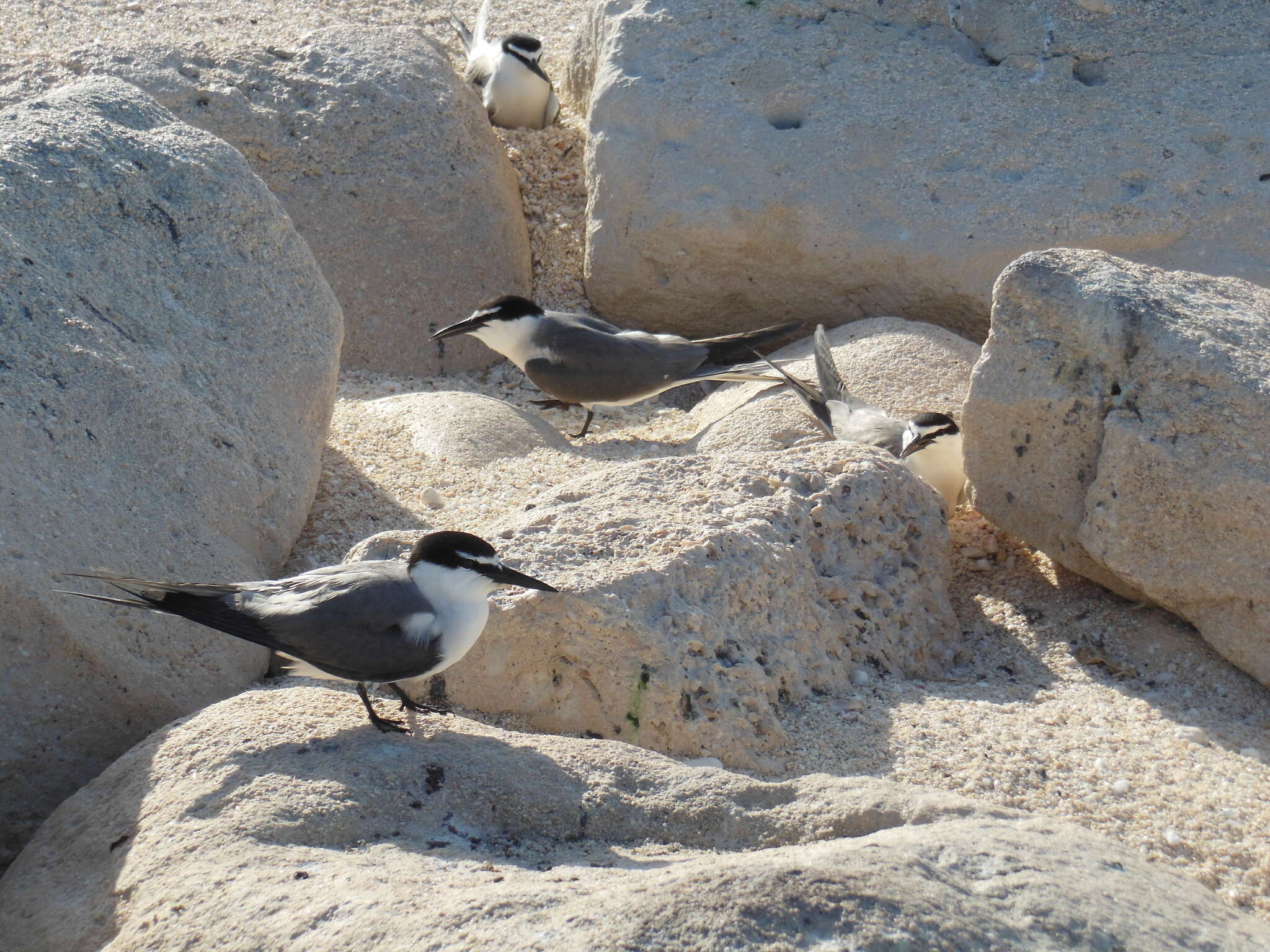 Image of Gray-backed Tern