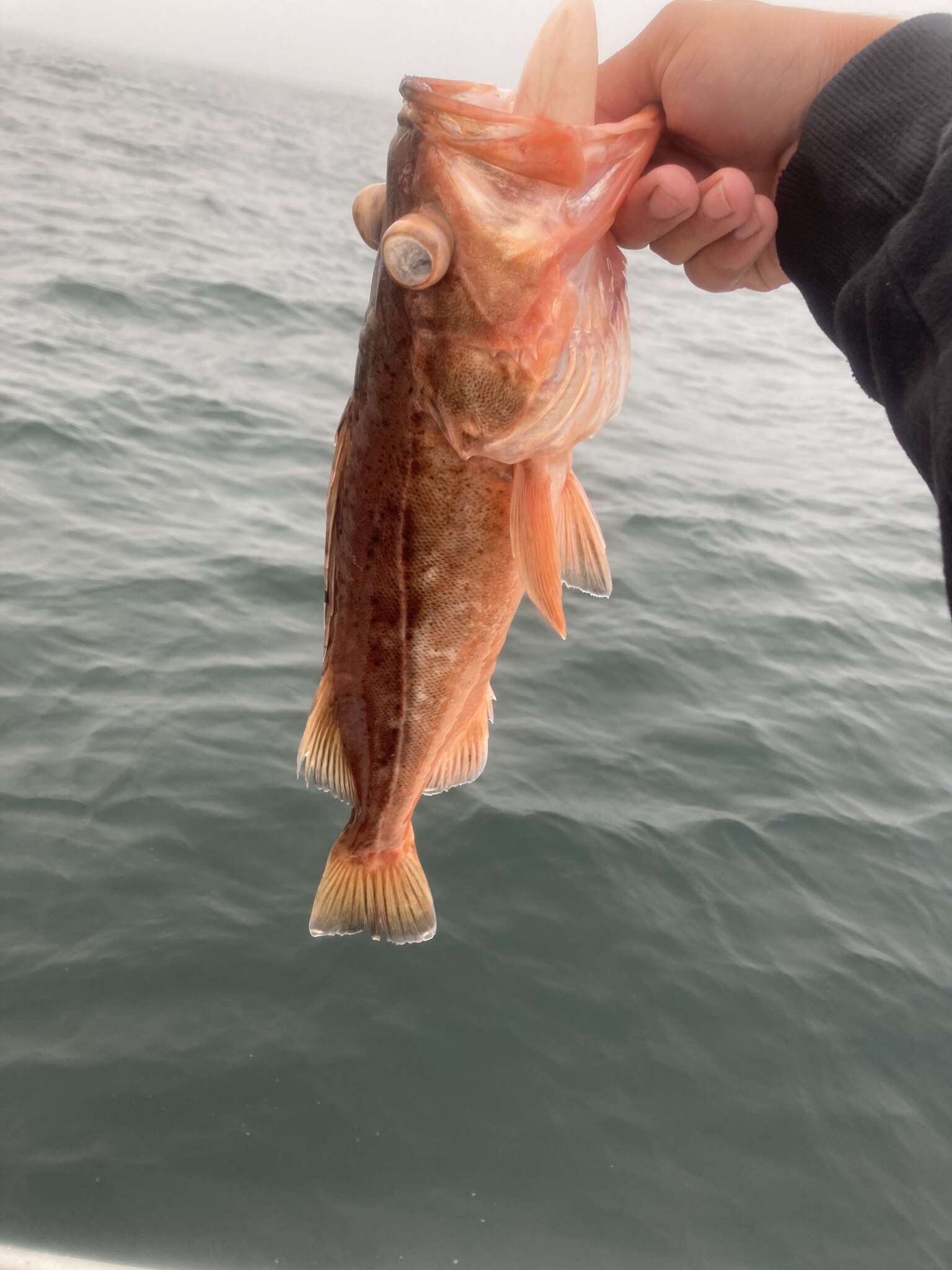 Image of Bocaccio rockfish