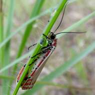 Sivun Utetheisa ornatrix Linnaeus 1758 kuva