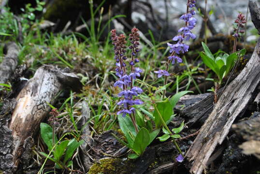 Image of Veronica piroliformis Franch.