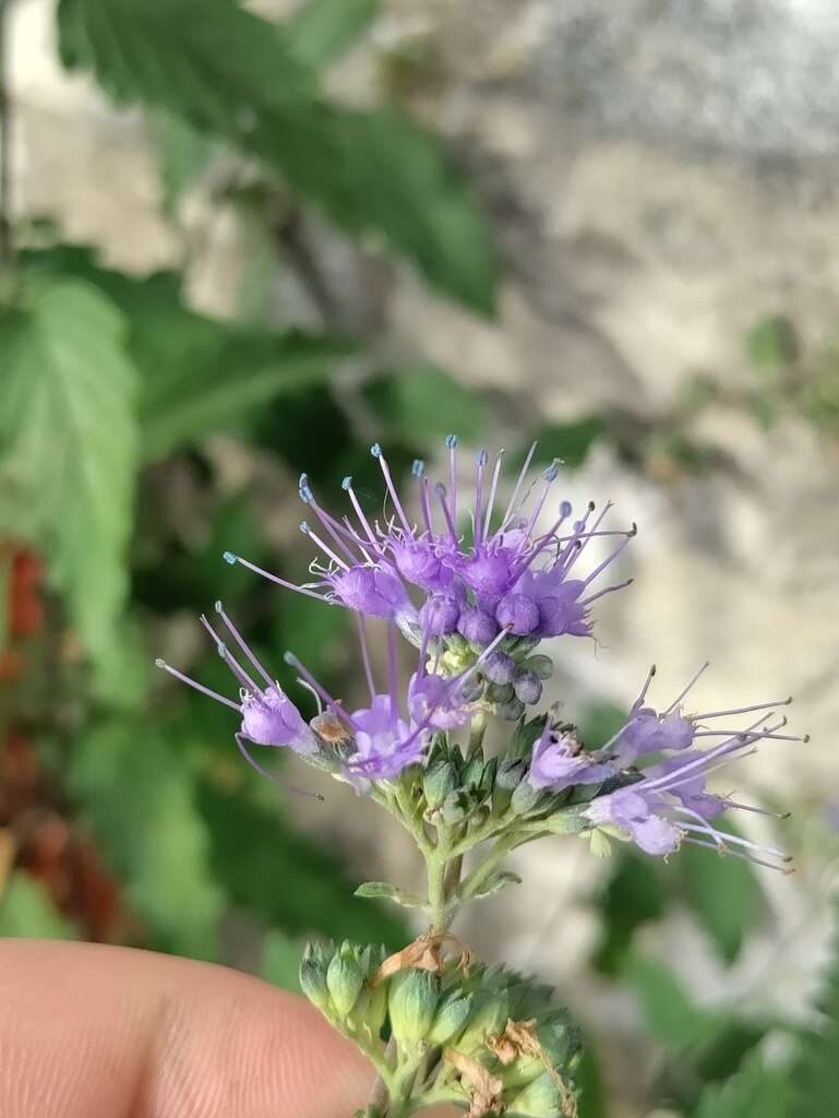 Image of caryopteris