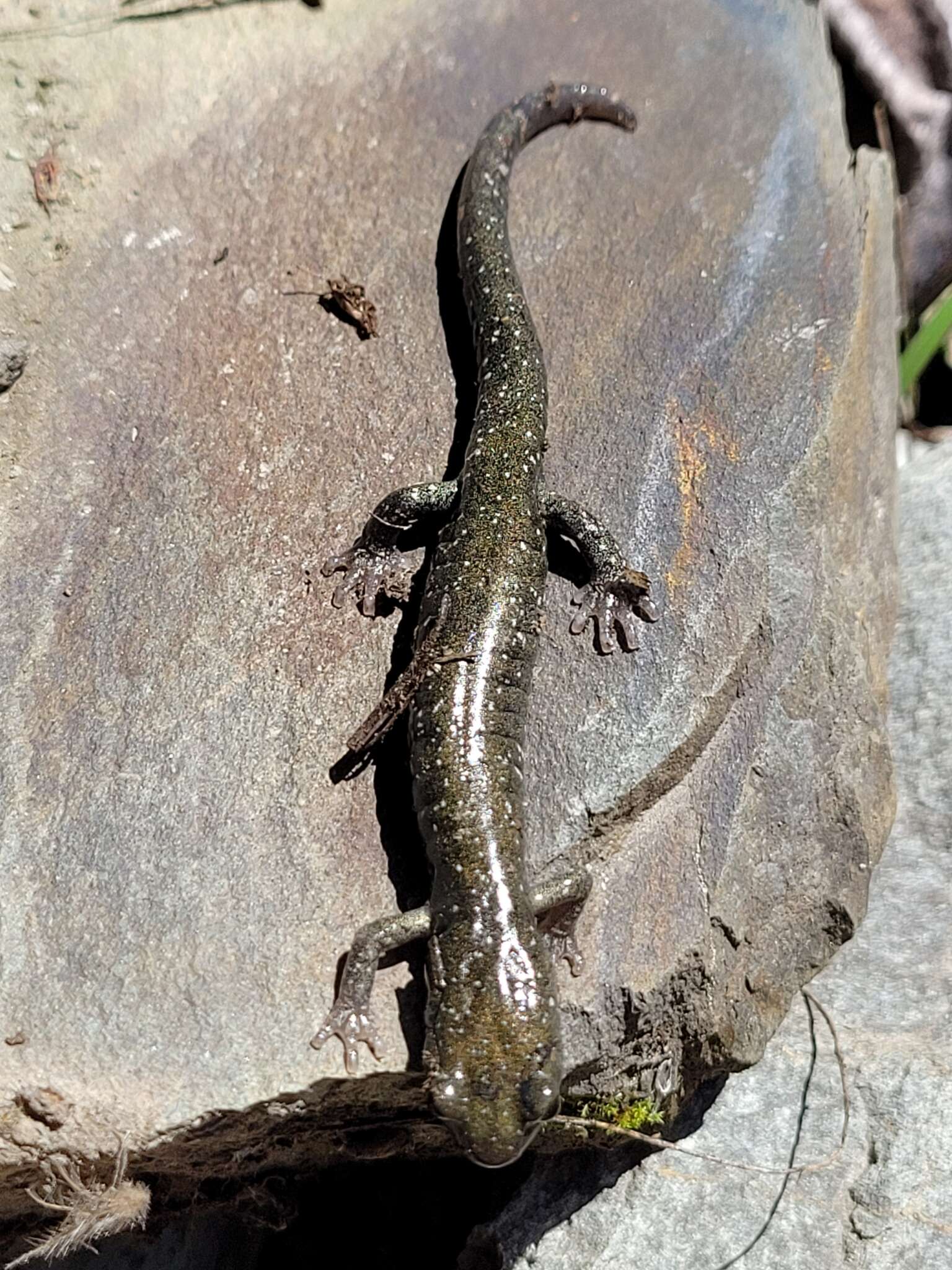 Image of Klamath Black Salamander