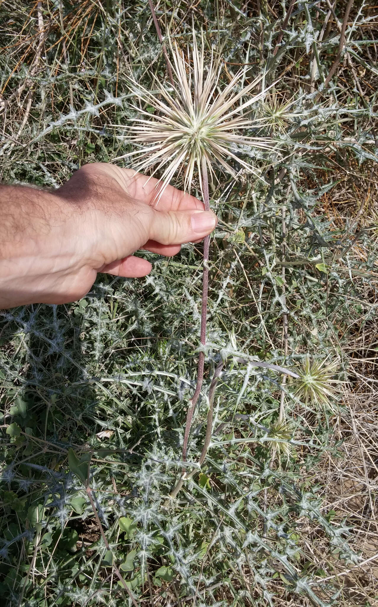 Image of Echinops polyceras Boiss.