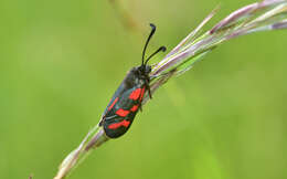 Image of Zygaena oxytropis Boisduval 1828