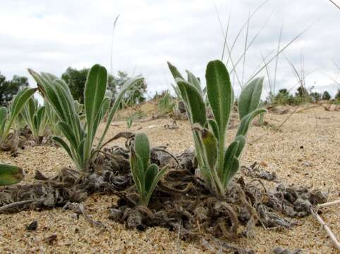 Imagem de Craniospermum subvillosum Lehm.