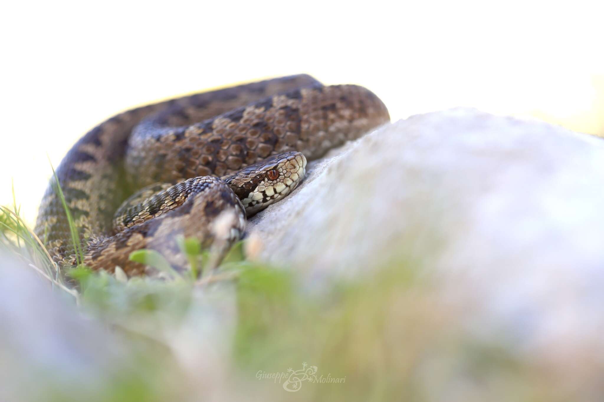 Plancia ëd Vipera ursinii ursinii (Bonaparte 1835)