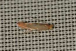 Phyllonorycter messaniella (Zeller 1846)的圖片