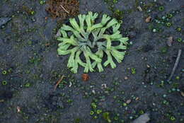 Image of Riccia multifida (Steph.) Steph.