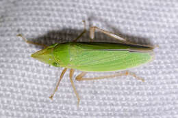 Image of Leafhopper