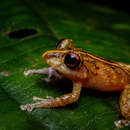 Image of Pristimantis latidiscus (Boulenger 1898)