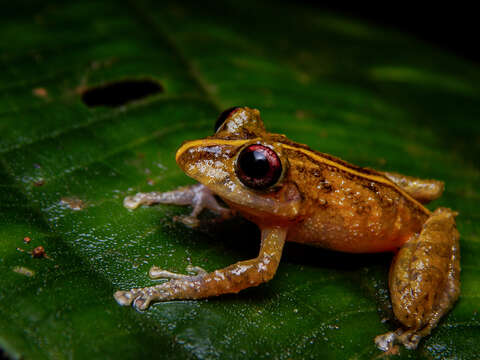 Image de Pristimantis latidiscus (Boulenger 1898)