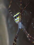 Image of Argiope aetheroides Yin, Wang, Zhang, Peng & Chen 1989