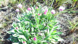 Image of Helichrysum ecklonis Sond.