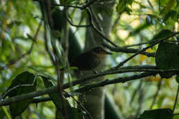 Image of Buff-throated Foliage-gleaner