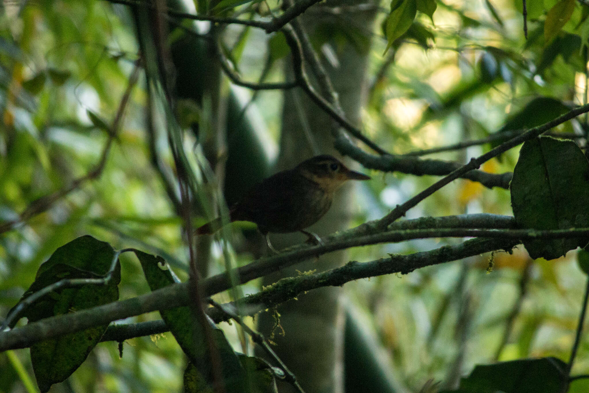 Image of Buff-throated Foliage-gleaner