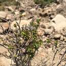 Image of Helichrysum tenuifolium Killick