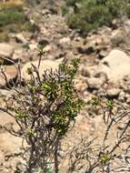 Image of Helichrysum tenuifolium Killick