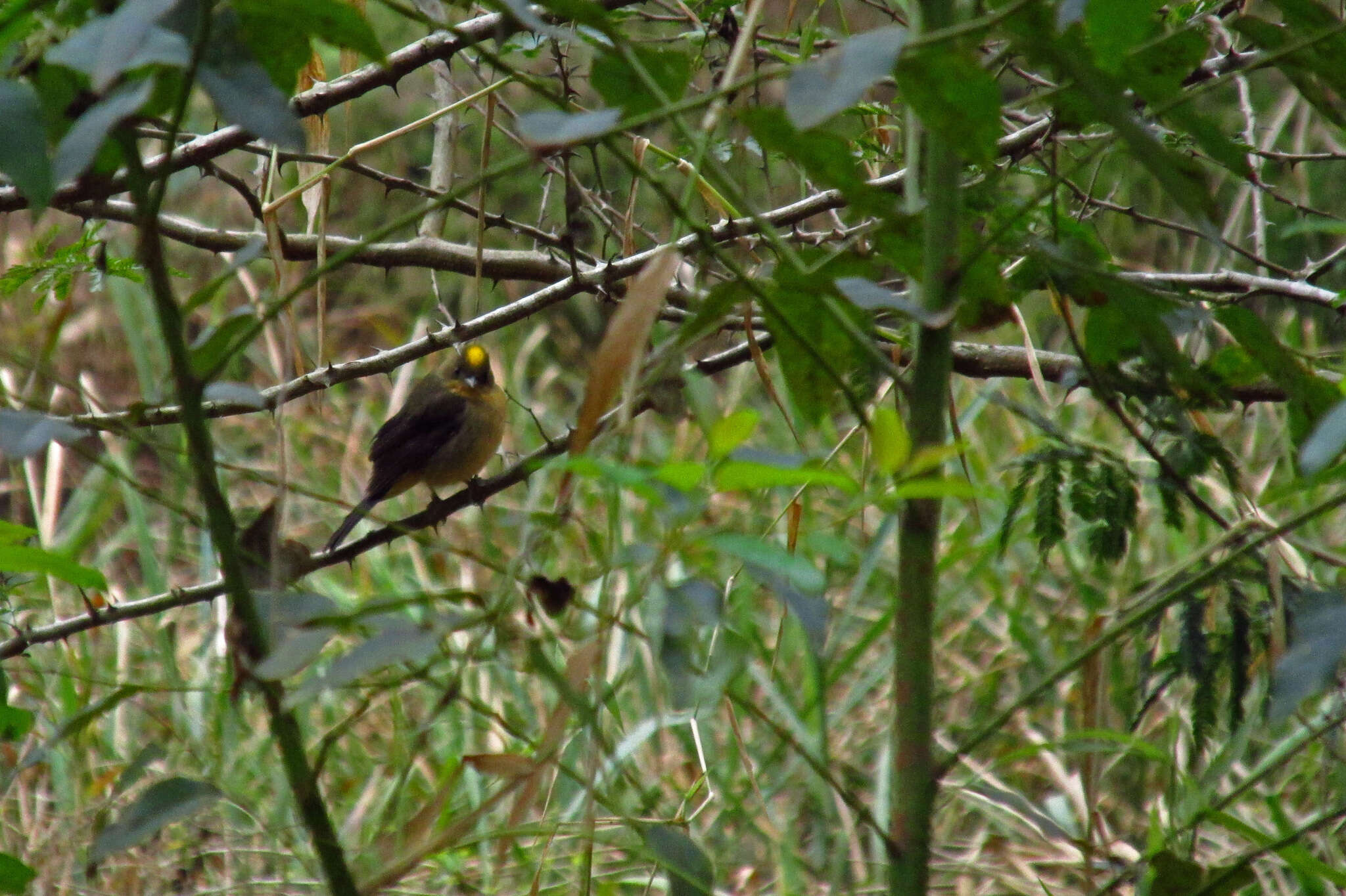 Слика од Trichothraupis Cabanis 1851