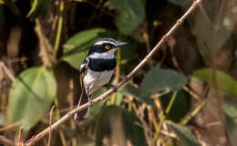 Batis senegalensis (Linnaeus 1766)的圖片