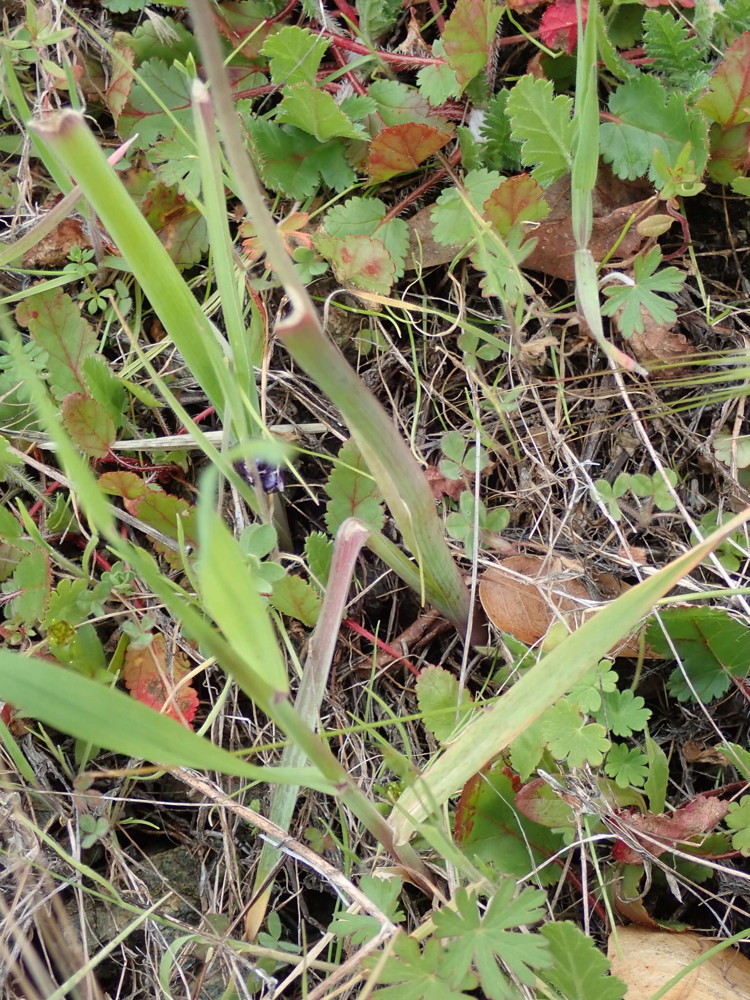 Image de Dipterostemon capitatus subsp. lacuna-vernalis