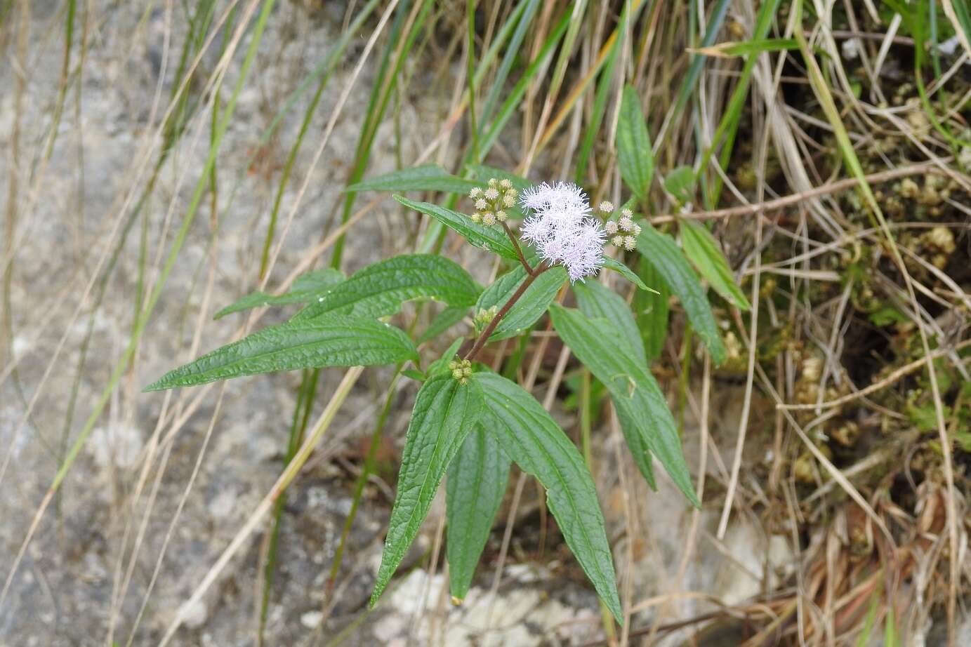 Image de Ageratum paleaceum (DC.) Hemsl.