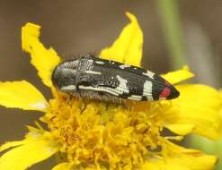 Image of Acmaeodera amabilis Horn 1878