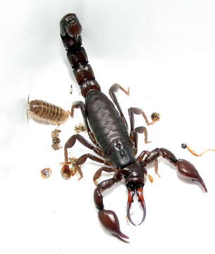 Image of Bothriurus keyserlingi Pocock 1893