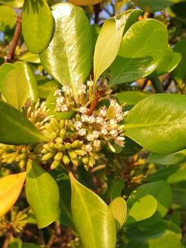 Image de Scyphiphora hydrophylacea C. F. Gaertn.