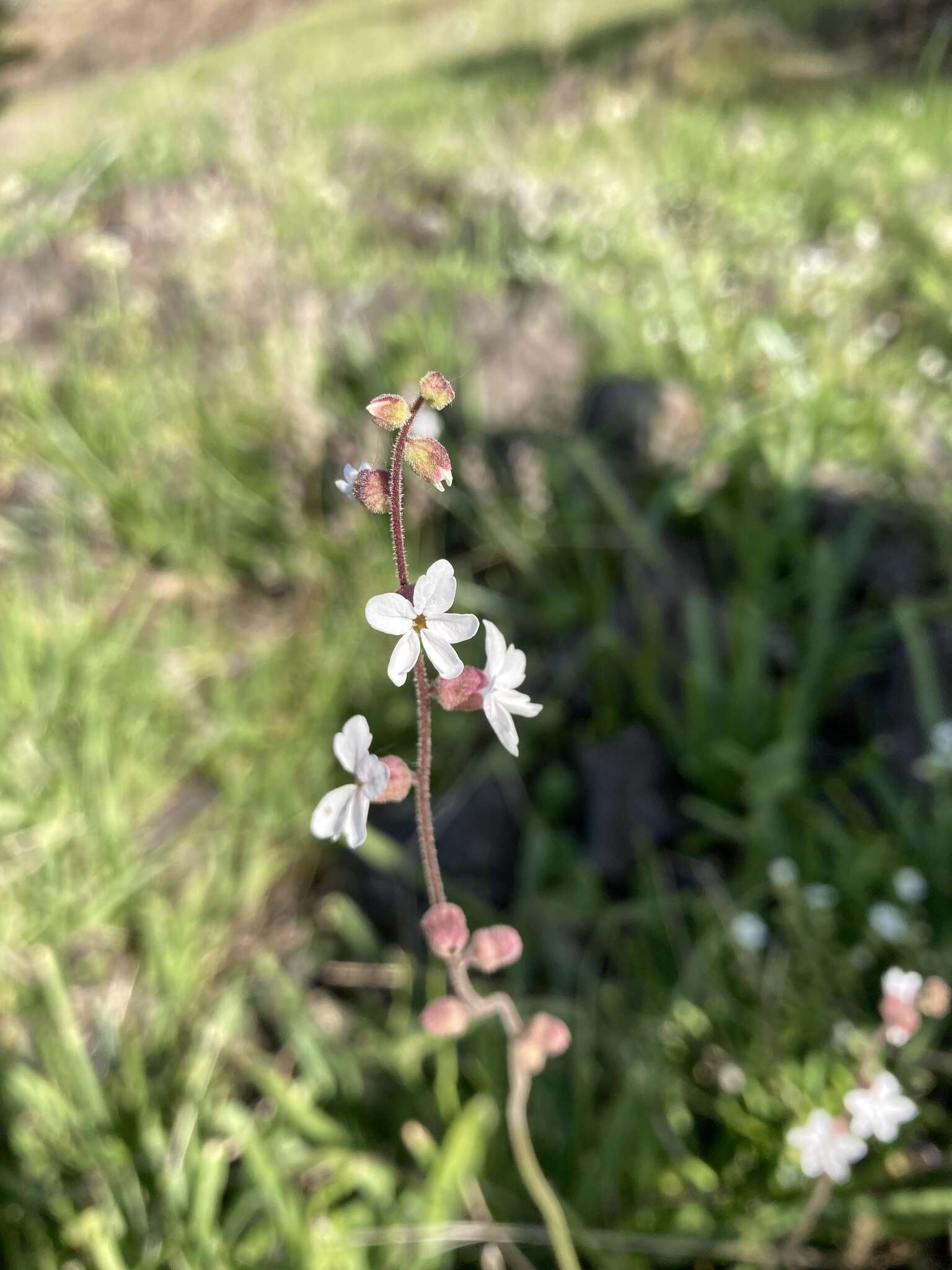 Image of Bolander's woodland-star