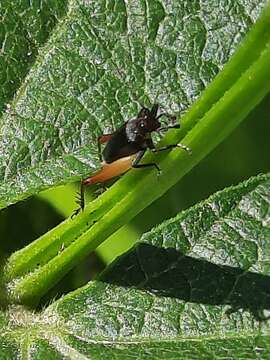 Слика од Trigonidium (Trigonidium) cicindeloides Rambur 1838