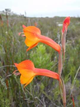 Image of Watsonia humilis Mill.