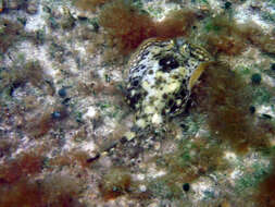 Image of Yellow Stingray