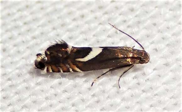 Image of Yellow Nutsedge Moth