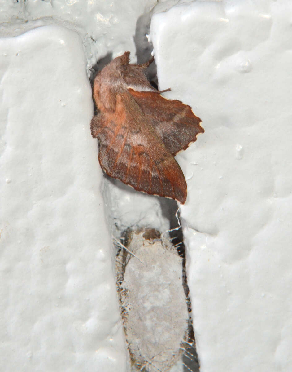 Image of American Lappet Moth