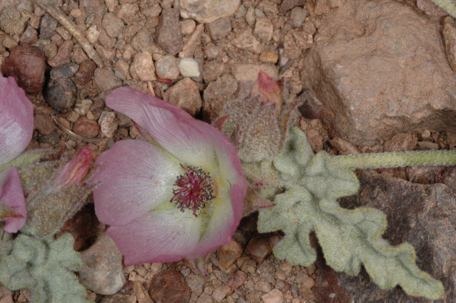 Imagem de Sphaeralcea philippiana Krapov.