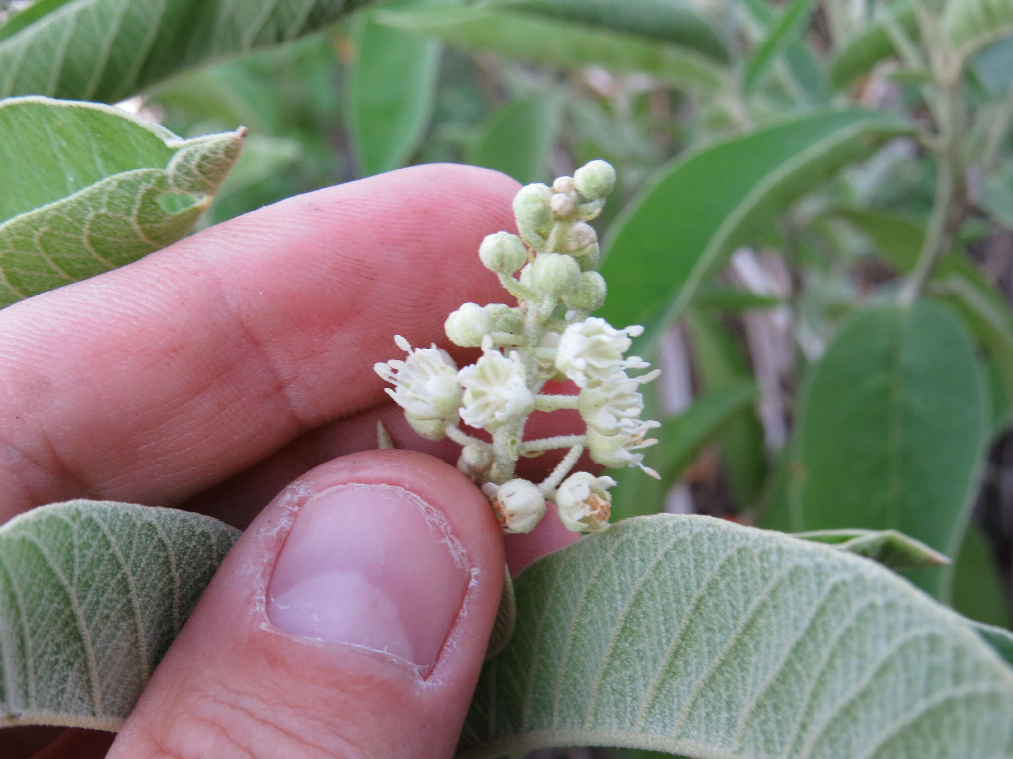 Image of Croton compressus Lam.