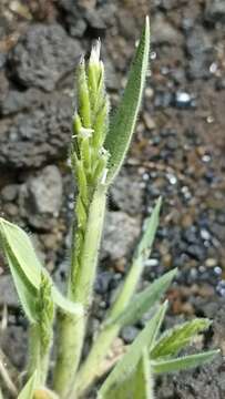 Image of Gaudinia coarctata (Link) T. Durand & Schinz