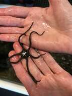 Image of Short-spined brittle star