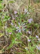 Plancia ëd Symphyotrichum elliottii (Torr. & A. Gray) G. L. Nesom