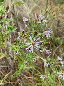 Image of Marsh American-Aster