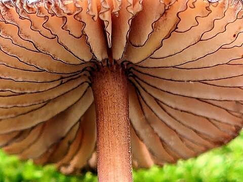 Image of Mycena atkinsoniana A. H. Sm. 1947