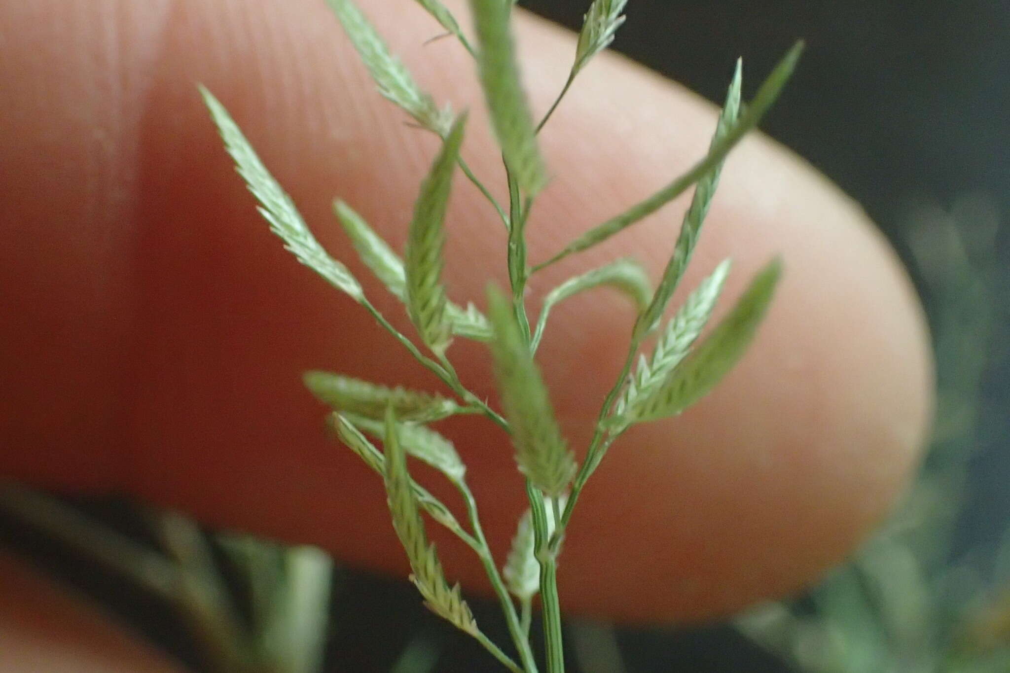 Plancia ëd Eragrostis reptans (Michx.) Nees