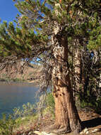 Imagem de Pinus contorta var. murrayana (Balf.) Engelm.