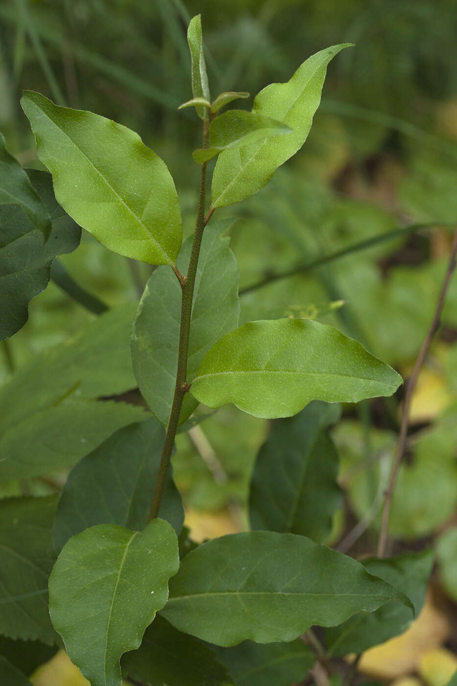 Imagem de Elaeagnus multiflora Thunb.