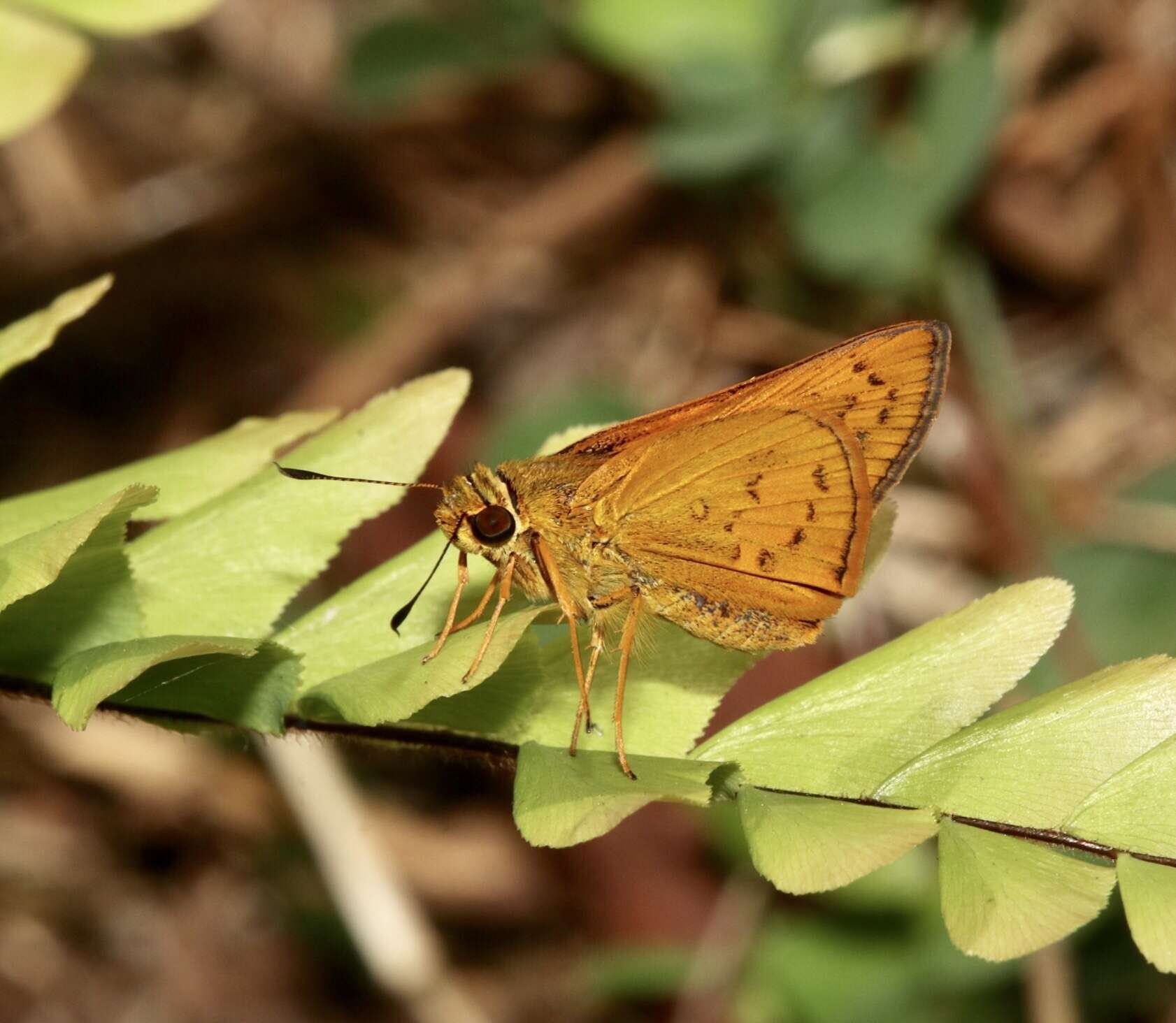 Image of Telicota augias Linnaeus 1763